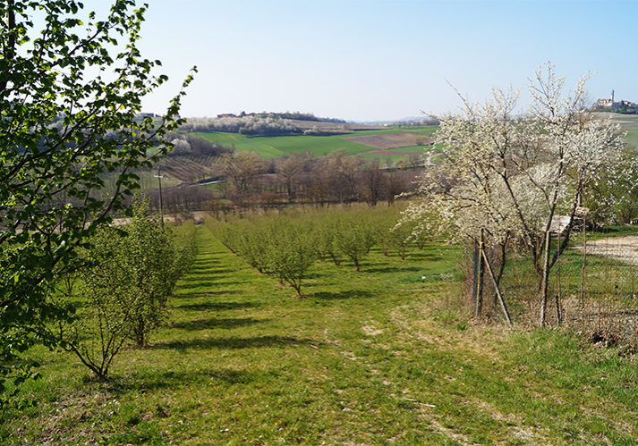 Azienda Agricola San Giorgio Zanco alberi ed alberi di nocciole