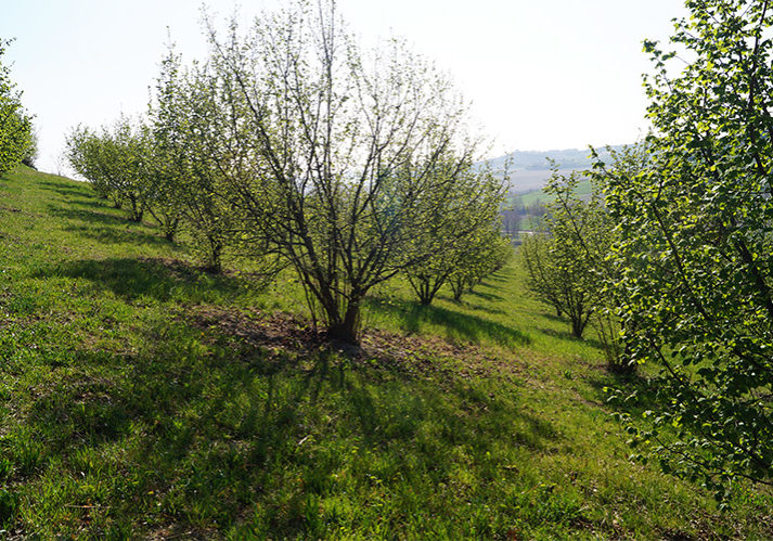 Azienda Agricola San Giorgio Zanco nocciolo