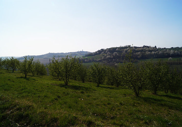 Azienda Agricola San Giorgio Zanco panorama e nocciole